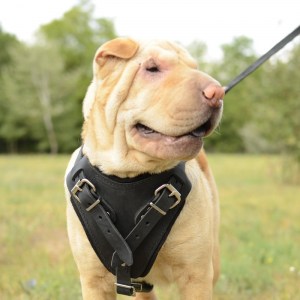 Черная шлейка из кожи для шарпея «Working Dog»
